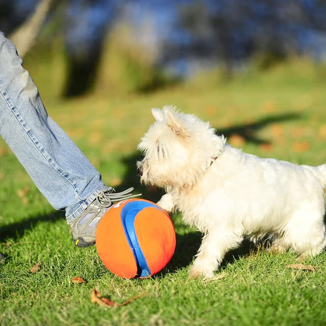 Detalle 2 de Chuckit! Kick Fetch Dog Ball Interactive Durable Floating Dog Football Toy (Large, 20cm)