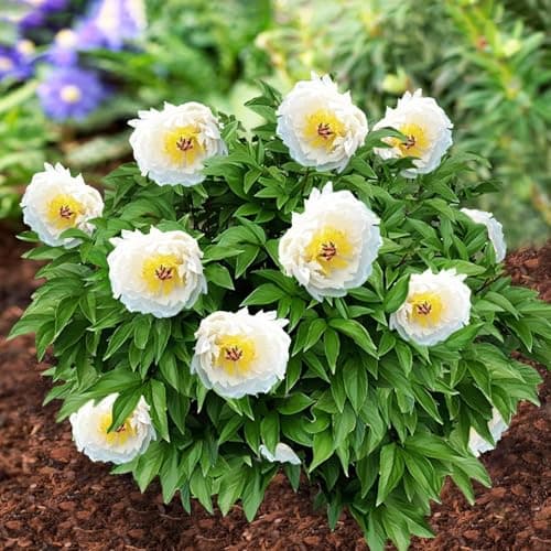 Imagen de Pivoine Itoh White Passion à planter ⚙ en OfertitasTOP