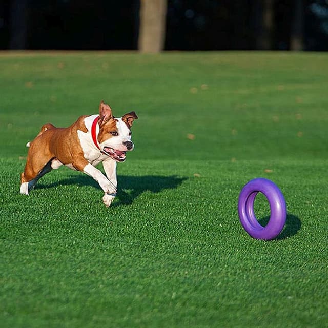 Thumbnail 5 de Ferplast Puller Maxi Large training ring for dogs