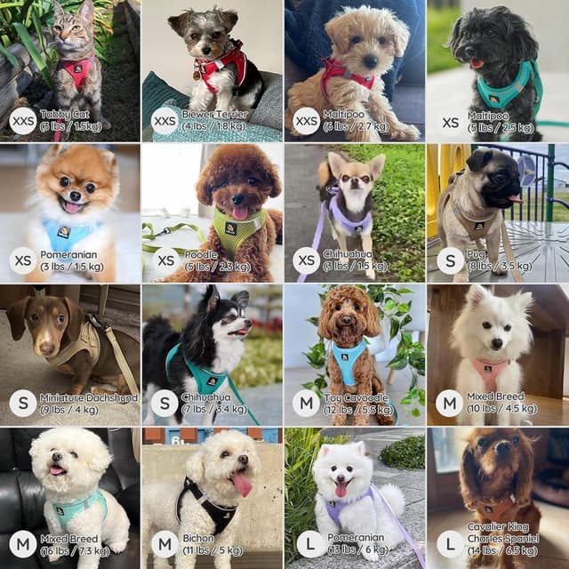 Detalle de BELLA & PAL Dog Harness and Leash Set (Step-in Puppy Harness) in Purple, M