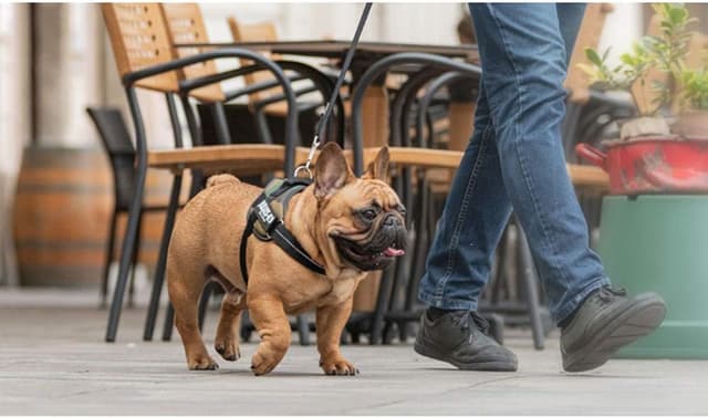 Detalle de Julius-K9 IDC Power M camouflage, pettorina