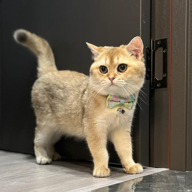 Thumbnail 2 de Petiry Starry Galaxy Cat Collar