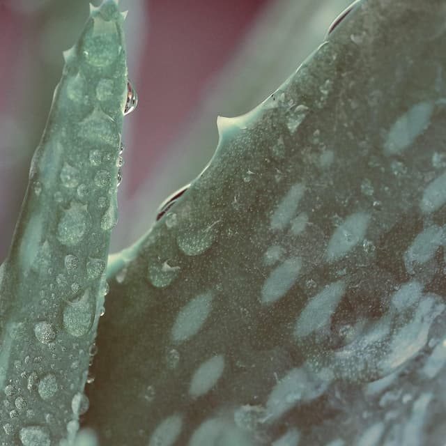 Detalle 2 de Naissance Gel d’Aloe Vera (n° 707) — sachet recharge 870 g, apaisant et rafraîchissant, vegan