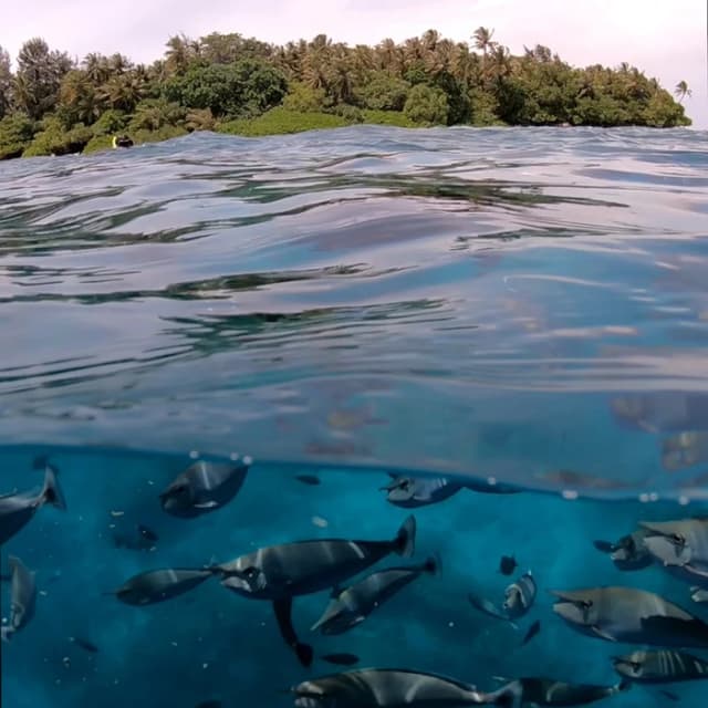 Thumbnail 5 de Polar Pro PolarPro Dome GoPro