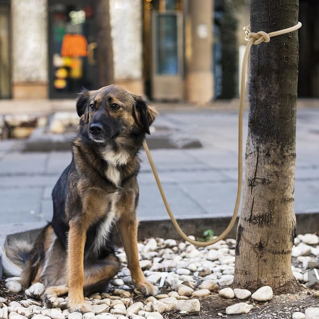 Detalle de Wolfone Rope double-ended dog lead 2.1 m