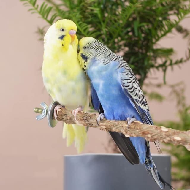 Thumbnail 5 de Natural Wood Bird Perch Set 6 pcs for Small Birds 🐦