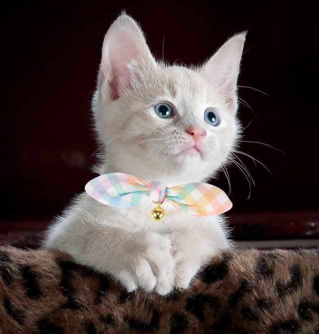 Detalle 2 de YUDOTE Soft Cotton Cat Collar (Pack of 2) with Removable Bowtie, Safety Quick Release Buckle & Bell