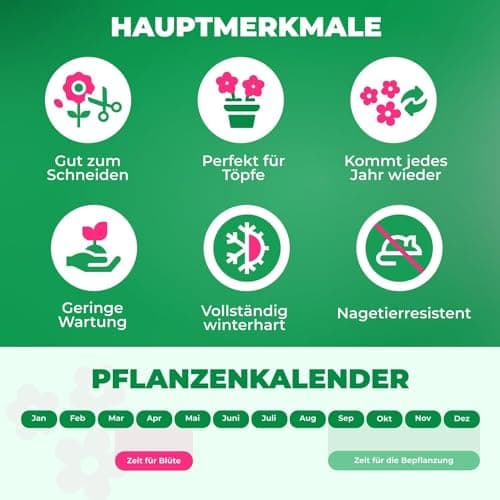 Thumbnail 5 de DUTCH BULBS EXCLUSIVE PLANTS FROM HOLLAND Bulbos de tulipán Super Collection 50 piezas 🌱