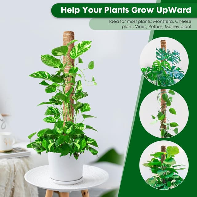 Thumbnail 3 de Mactoou Moss Pole 41cm