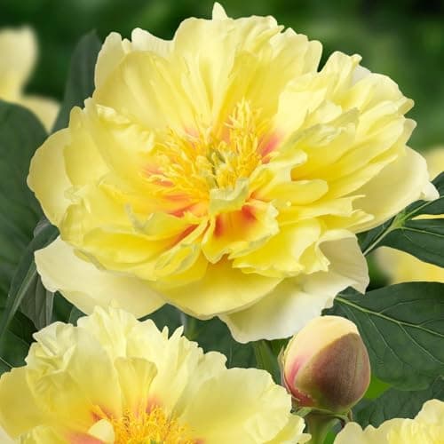 Thumbnail 1 de Pivoine Itoh Yellow Passion à planter ⚙