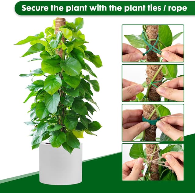 Thumbnail 4 de Mactoou Moss Pole 41cm