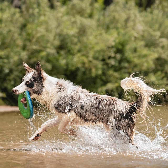 Thumbnail 2 de Chuckit Zipflight Taille M frisbee pour chien