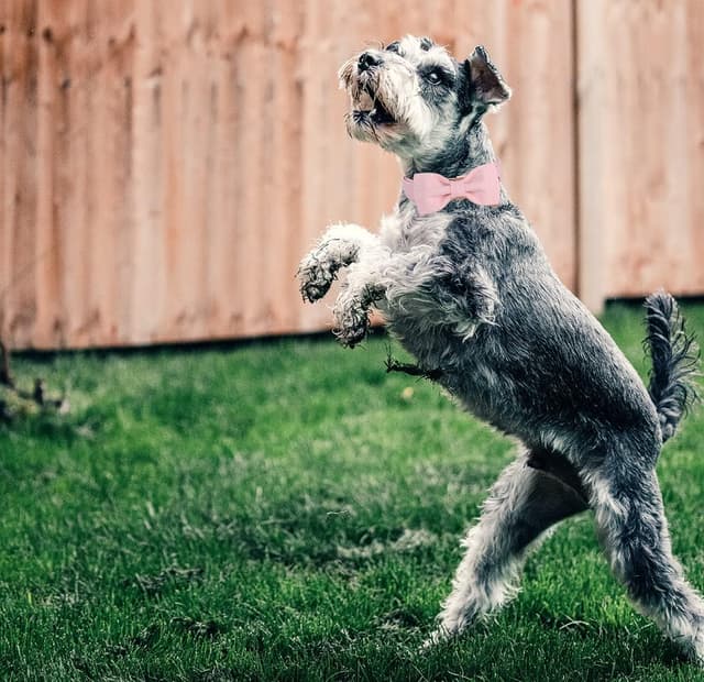 Detalle 2 de DOGWONG Hundehalsband mit abnehmbarer Fliege (rosa) – verstellbar für kleine und mittelgroße Hunde