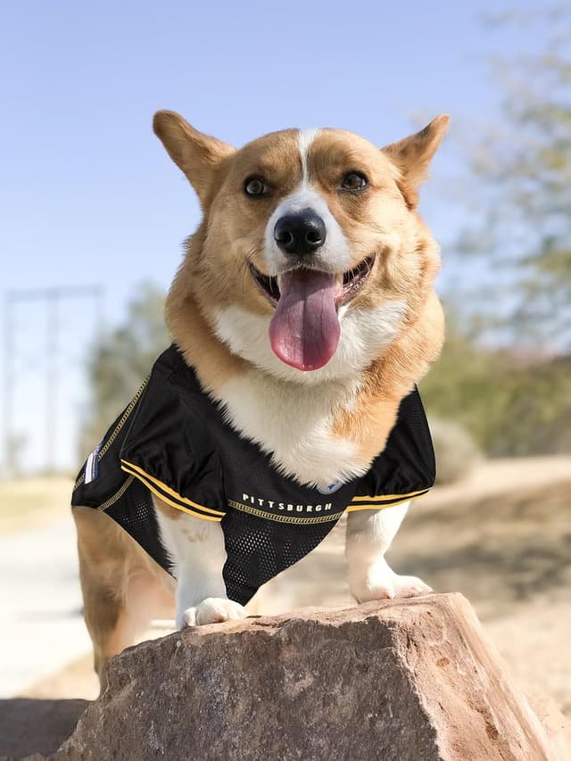 Detalle de NFL Pittsburgh Steelers Dog Jersey (Small) — Officially Licensed Team Gear