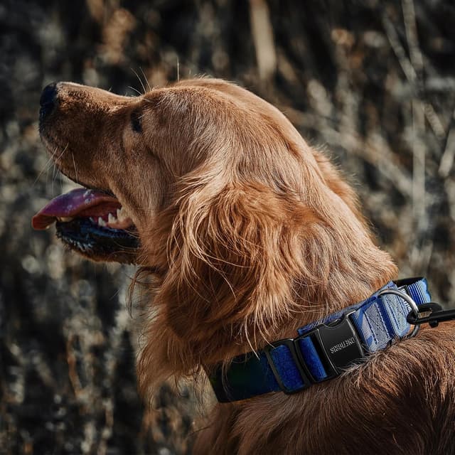 Thumbnail 6 de OneTigris collare per cani in nylon con fibbia in metallo (Blu, taglia M)