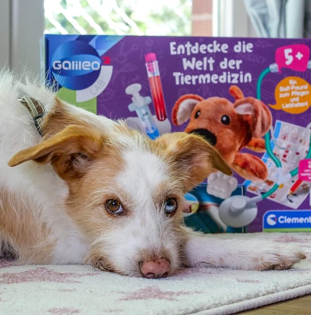 Detalle 2 de Clementoni Galileo Lab 59262 – Tiermedizin-Spielset „Entdecke die Welt der Tiermedizin“ ab 5 Jahren