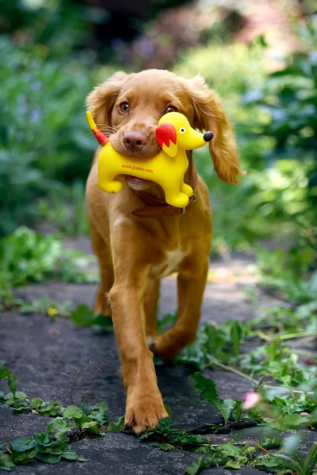 Thumbnail 3 de JOSERA Junior 12,5 kg Trockenfutter