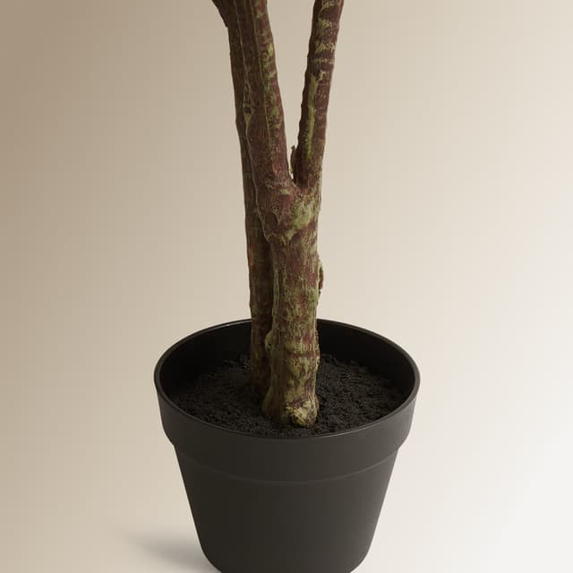 Thumbnail 2 de El Corte Inglés Árbol Ficus Elástica 150 cm