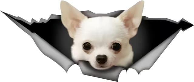 Detalle de Chihuahua Autoaufkleber 18 cm