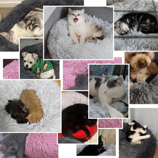 Thumbnail 6 de DONWEI Calming Dog Cat Bed, 50x50cm