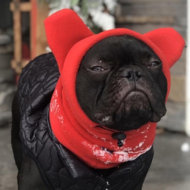 Detalle de BT Bear Dog Winter Hat – soft fleece dog ear muffs with calming ears cover (Red, L)