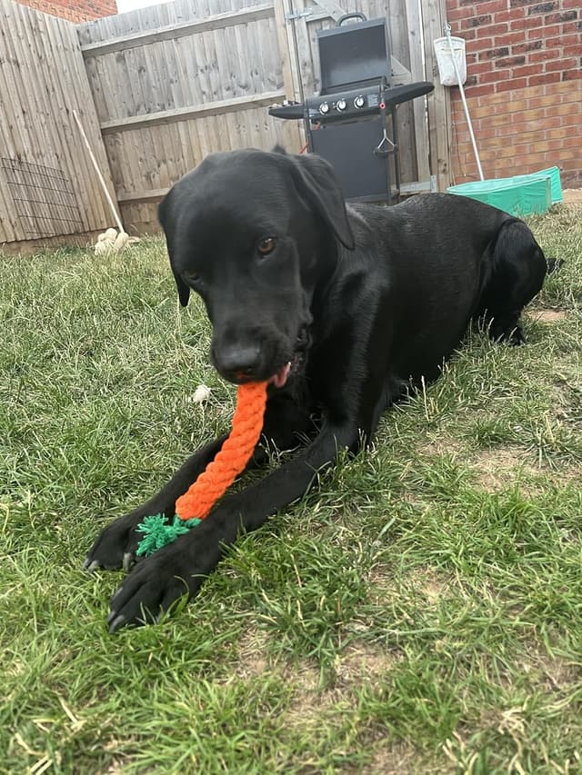 Thumbnail 4 de Zappi Co Carotte 22 cm – Lot de 2