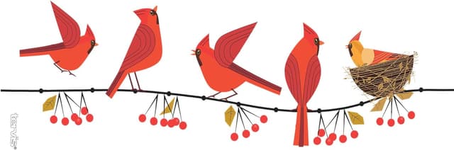 Thumbnail 1 de Tervis 1318407 Cardinals Insulated Tumbler with Wrap and Lid (16 oz) — Tritan Clear