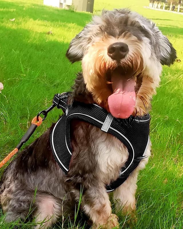 Detalle 2 de Joytale Hundegeschirr reflektierend, weich gepolstert mit Air-Mesh – Brustgeschirr für kleine bis mittelgroße Hunde (L), Schwarz