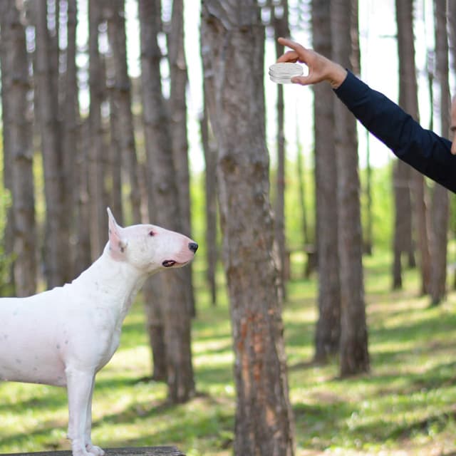 Thumbnail 4 de Baluue Dog Scent Training Case 2.68in