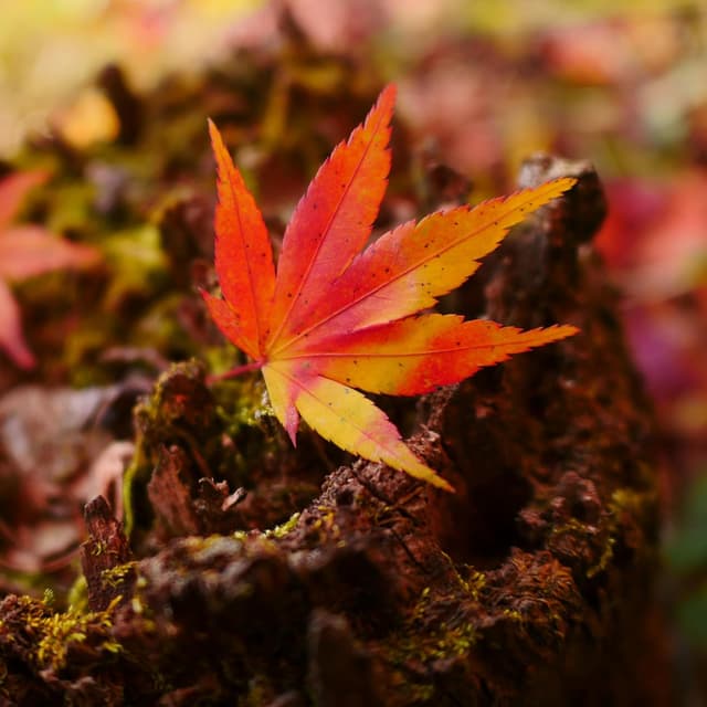 Thumbnail 6 de Panasonic Lumix H-X015E9-K Leica DG Summilux 15 mm F1.7: Micro-Four-Thirds Objektiv (schwarz) für Fotos und Video