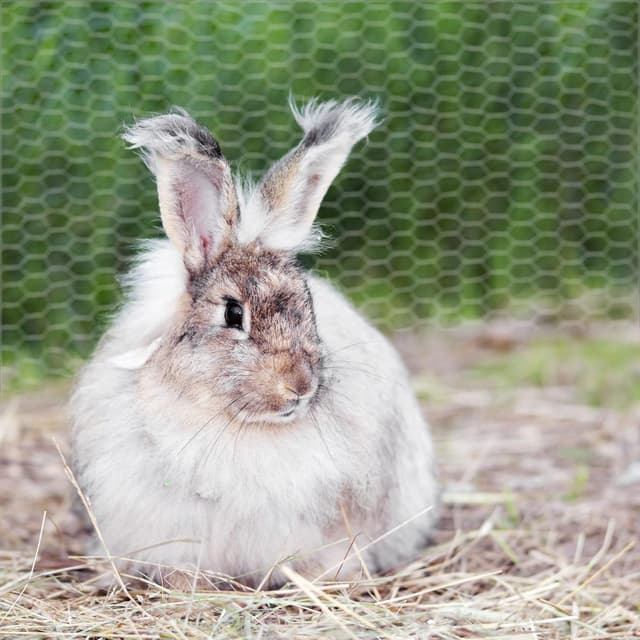 Thumbnail 6 de UNU Chicken Wire Mesh Roll