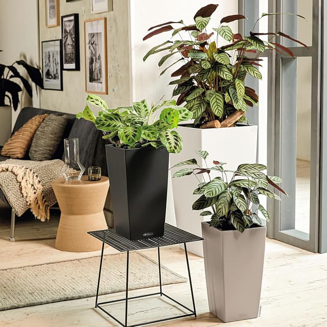 Thumbnail 6 de Lechuza Trend Cubico Color weiß 40 Komplettset