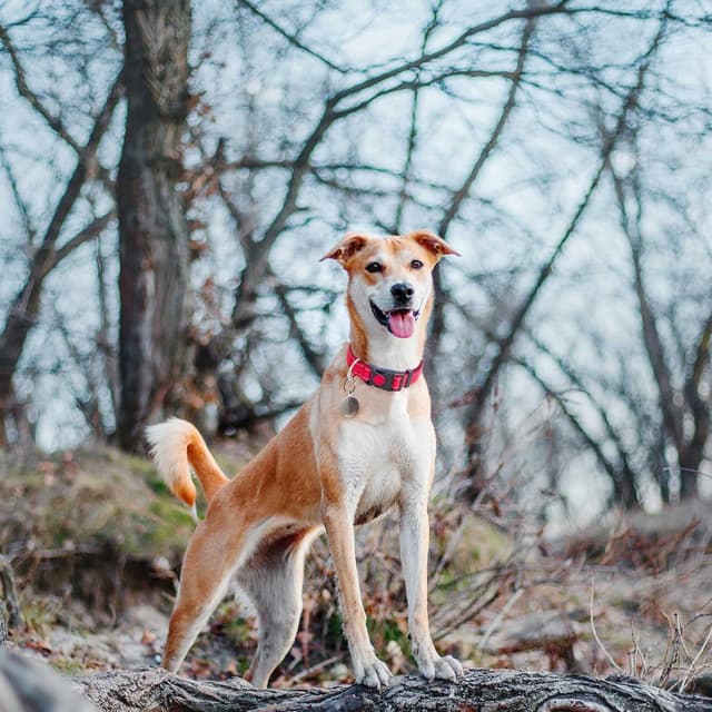 Detalle 2 de haapaw reflektierendes gepolstertes Hundehalsband aus Neopren (Nylon) inkl. 1,5 m Hundeleine
