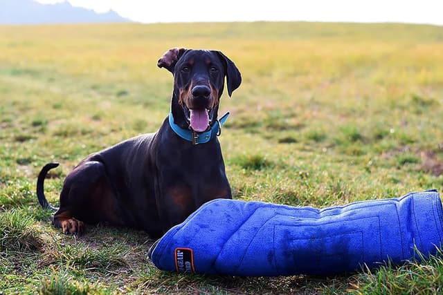 Thumbnail 3 de Dingo Gear Schutzarm Extern Hard Nylcot