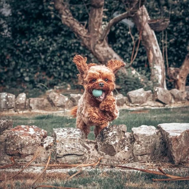 Detalle de SPORTSPET Mini Bounce Dog Balls (45mm) – Premium Natural Rubber Bounce Toys, Pack of 4