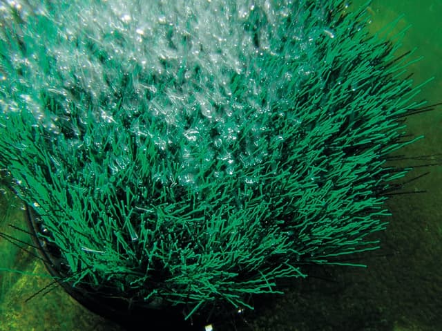 Thumbnail 3 de Oase Oxytex 400 CWS Teichbelüftung