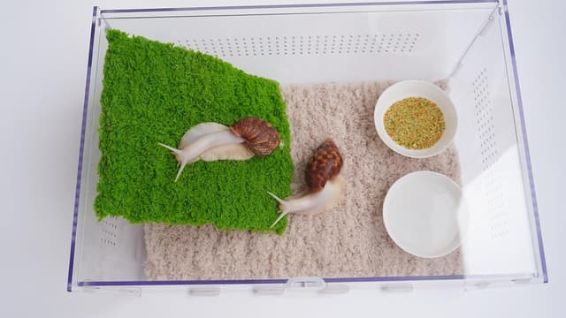 Thumbnail 2 de Jinymral Snail Terrarium Kit with Climbing Wall