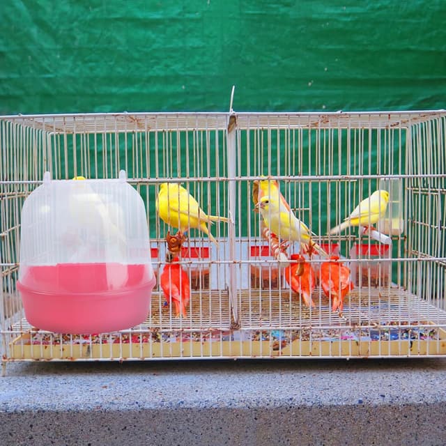 Thumbnail 2 de ULTECHNOVO Bird Bath for Cage