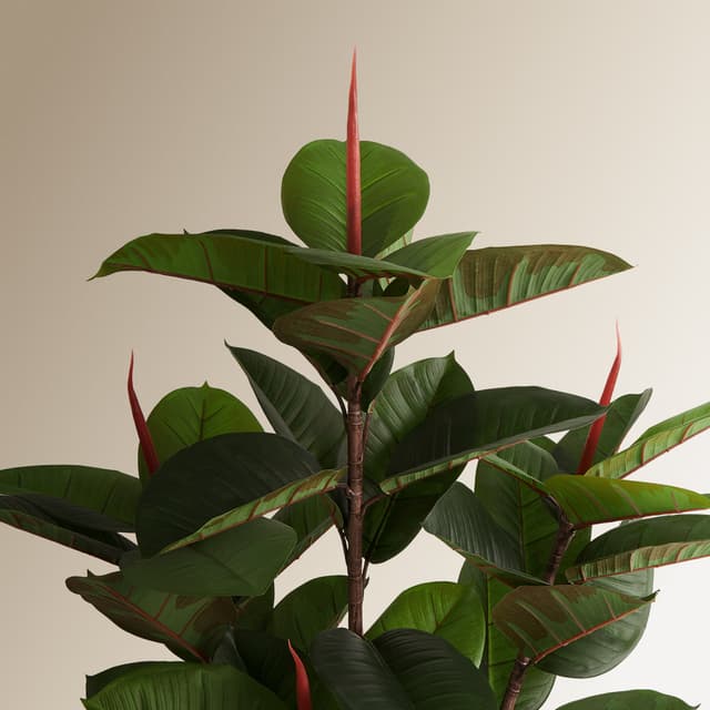 Thumbnail 1 de El Corte Inglés Árbol Ficus Elástica 150 cm