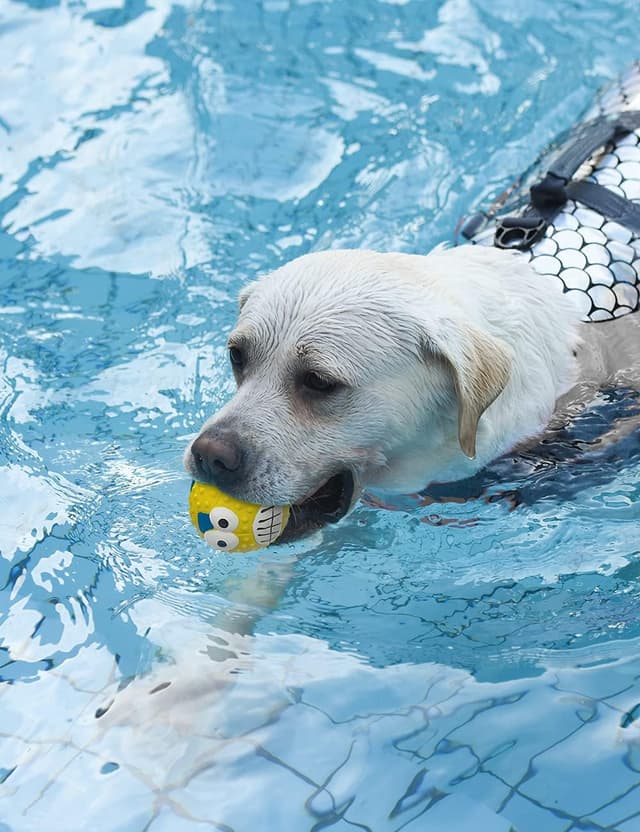 Thumbnail 5 de TONGKTAI 4 Pezzi set 2,7" per cani