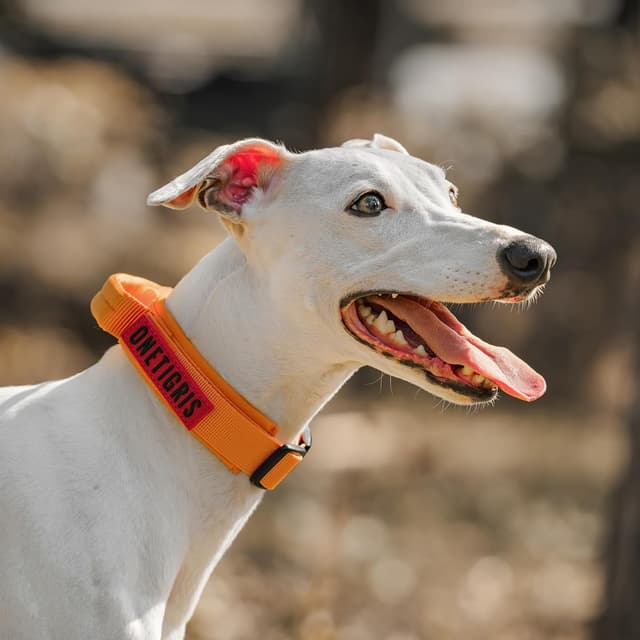 Thumbnail 6 de OneTigris Hundehalsband mit Metallschnalle Grau (S) – gepolstertes Nylonband mit D-Ring