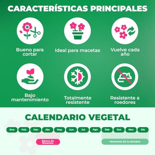 Thumbnail 6 de Tulipanes Riesen Darwin 25 bulbos