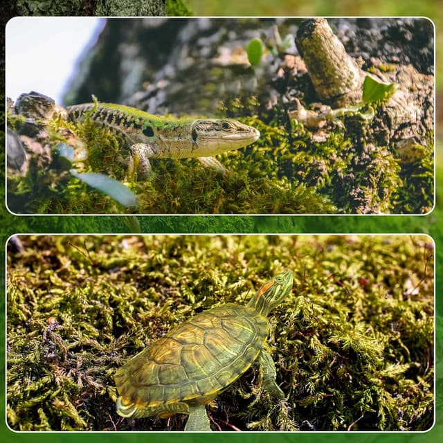 Detalle 2 de Sphagnum Moos 2er Pack für Pflanzen 10 L