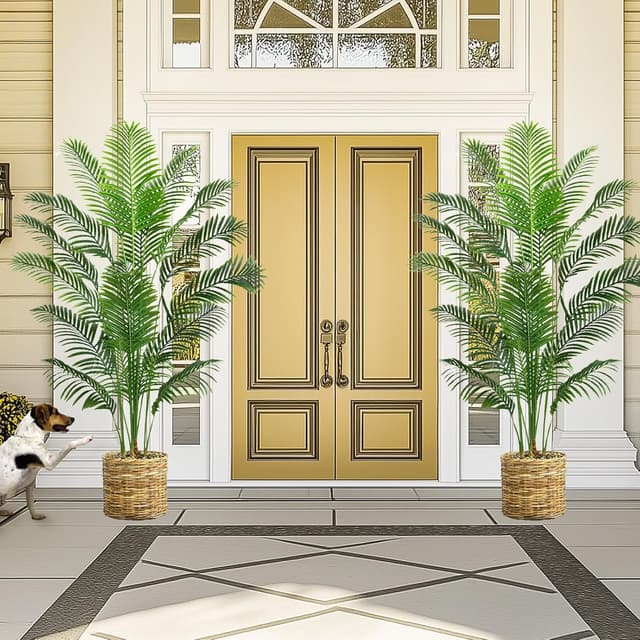 Thumbnail 6 de Palmier Arnusa 180cm en pot