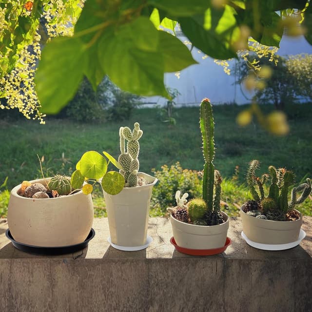 Detalle 2 de Muzhira 6er Set Blumentopf-Untersetzer aus PP (26 cm, rot)