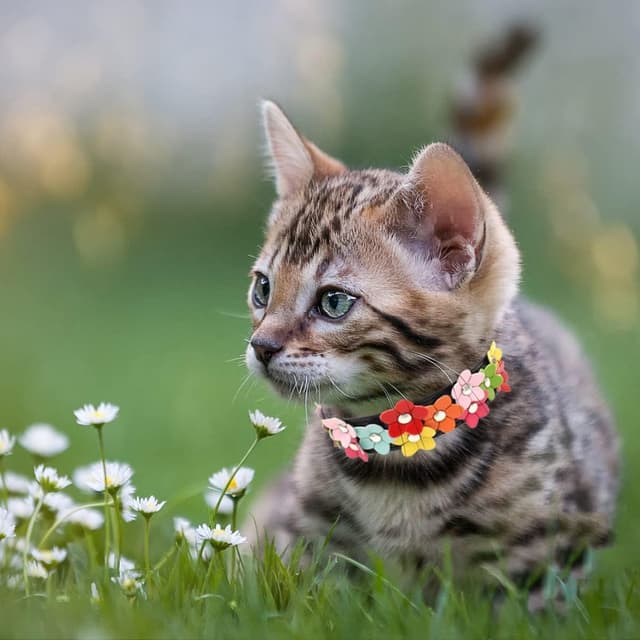 Thumbnail 6 de Small Dog Collar with Flower
