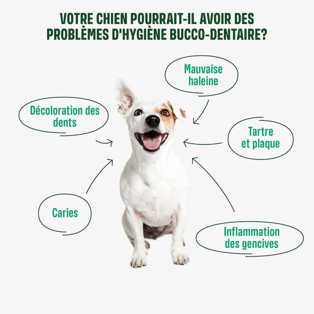 Detalle de ivvi Dental Care Snacks d’hygiène dentaire pour chiens – Menthe, Persil, Fenouil, Camomille, huile de coco et algues brunes (60 snacks)