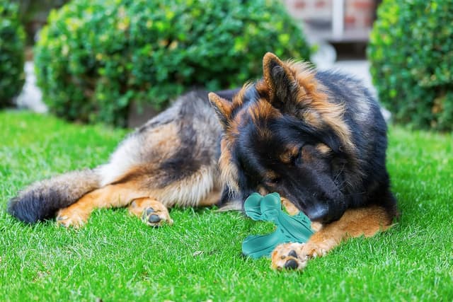 Thumbnail 6 de CVALIN Kauspielzeug für aggressive Kauer: unzerstörbares Naturkautschuk-Knochenspielzeug