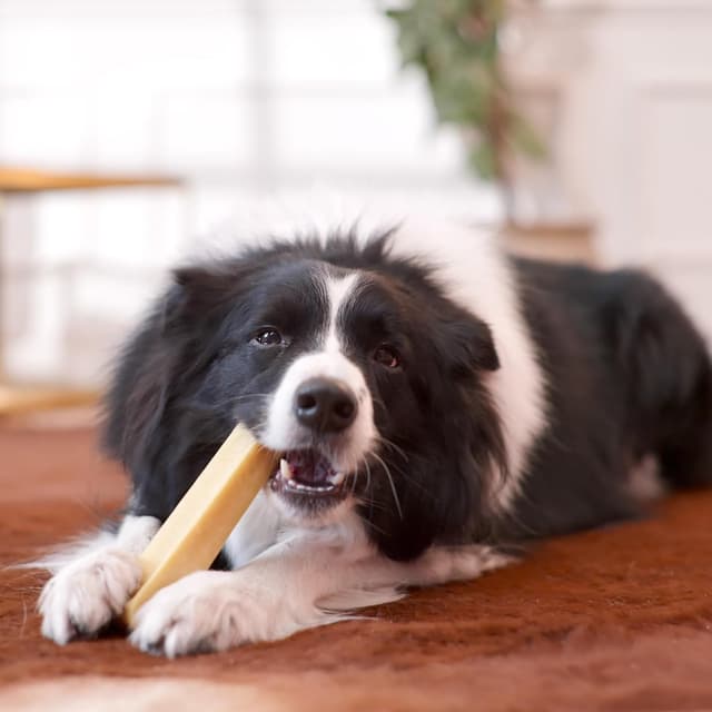 Thumbnail 5 de Dilecti XL Kauknochen 3er-Pack