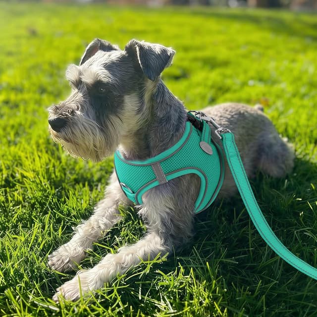 Detalle de Joytale reflektierendes, weich gepolstertes Hundegeschirr mit Air-Mesh (XXS, Türkis)